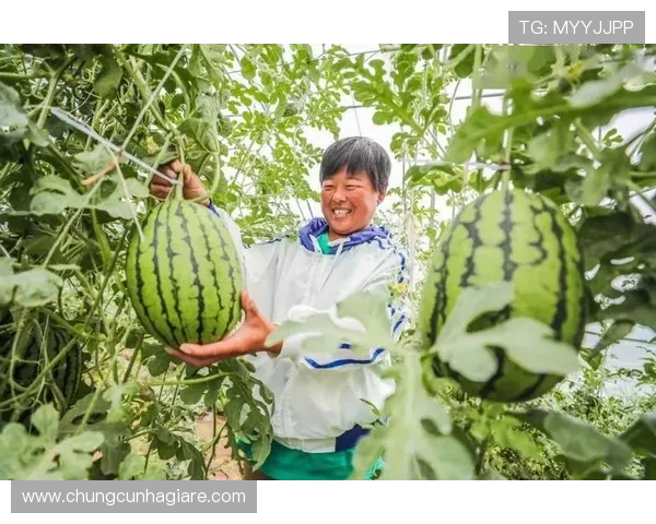 三株路反打实战攻略详解让你在关键时刻实现逆转赢得比赛